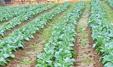 उपलब्धि     केसीजी उद्यानिकी फसल बीमा में राज्य में हासिल किया दूसरा स्थान