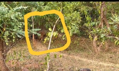 छिंदारी में दिखा तेंदुआ  - वन विभाग हुआ एलर्ट      ग्रामीण क्षेत्रों मेँ कराया जा रहा है एनाउंसमेंट