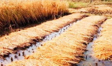 धान फसल क्षति की सूचना बीमा कंपनी के टोल फ्री नम्बर पर देवे