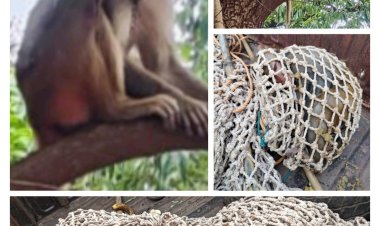 आखिरकार शैतान बंदर     रेड मंकी   पकड़ा गया