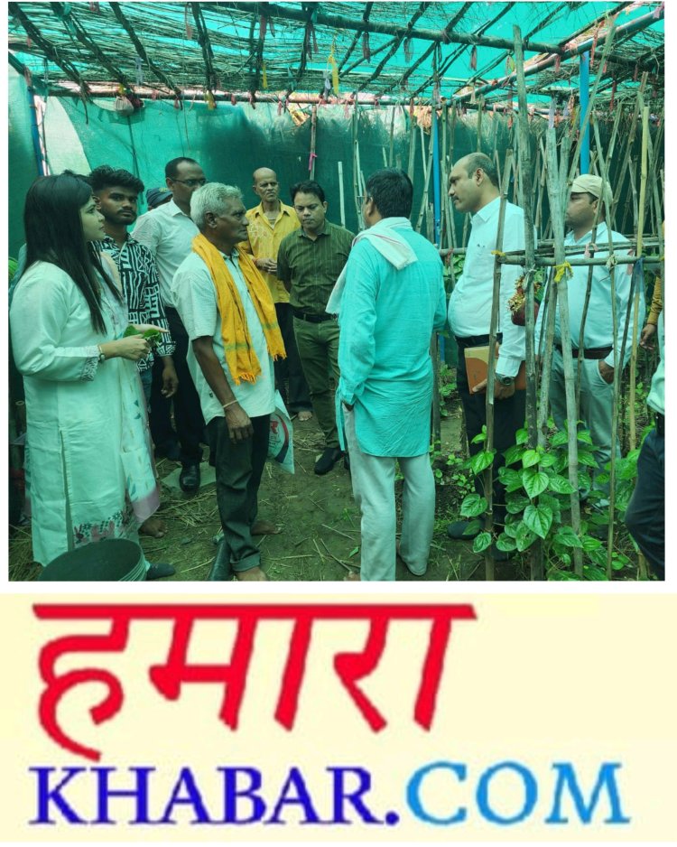पान की खेती से बदल रही छुईखदान में किसानों की तक़दीर