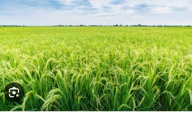 कृषि विभाग में गड़बड़झाला  बगैर GST के चल रही छेत्र में कृषि की दुकानें