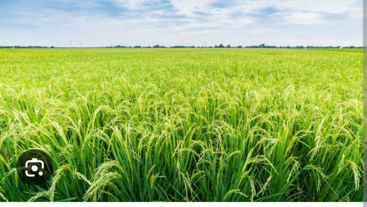 कृषि विभाग में गड़बड़झाला बगैर GST के चल रही छेत्र में कृषि की दुकानें