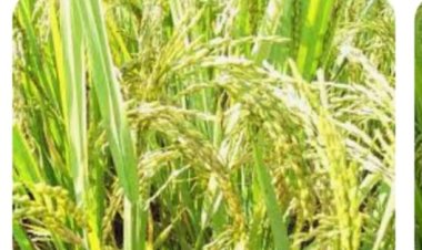 अवैध रूप से बिक्री करने वाले खाद बीज और कीटनाशक दवाई की दुकानों पर कब होगी कार्यवाही