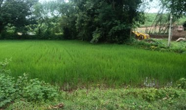 बारिश ने बदली किसानों की दशा      कृषि में आई नई जागरूकता