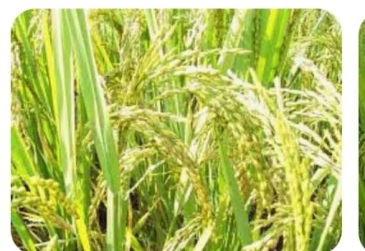 अवैध रूप से बिक्री करने वाले खाद बीज और कीटनाशक दवाई की दुकानों पर कब होगी कार्यवाही