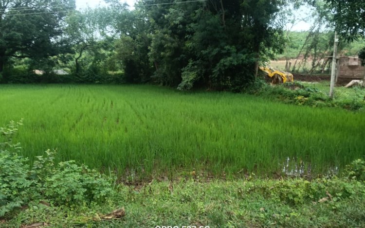 बारिश ने बदली किसानों की दशा कृषि में आई नई जागरूकता