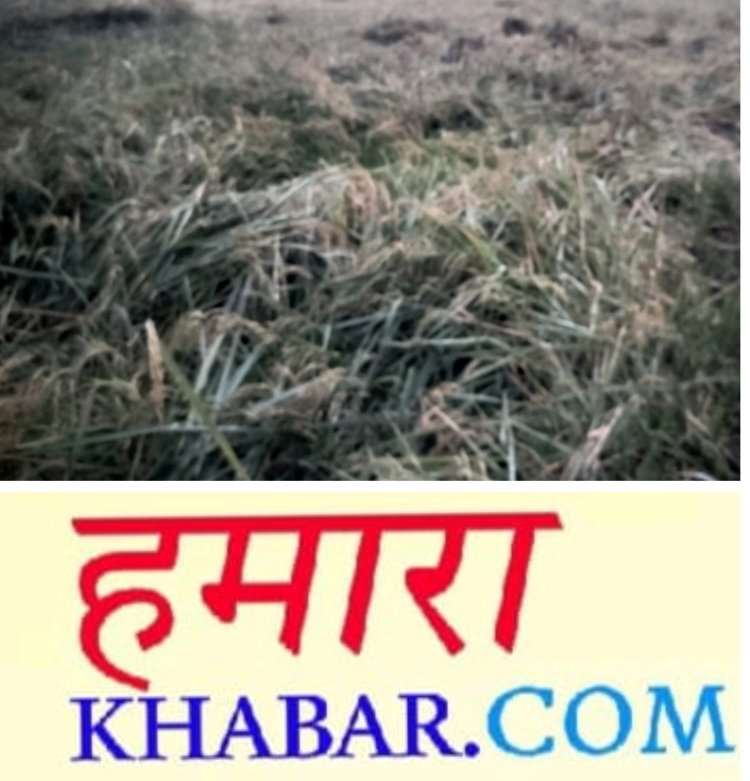 पानी ने किया धान की फसल बरबाद किसान परेशान