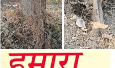 छुईखदान विकास खण्ड  में सागौन की अवैध कटाई का खेल जोर शोर से