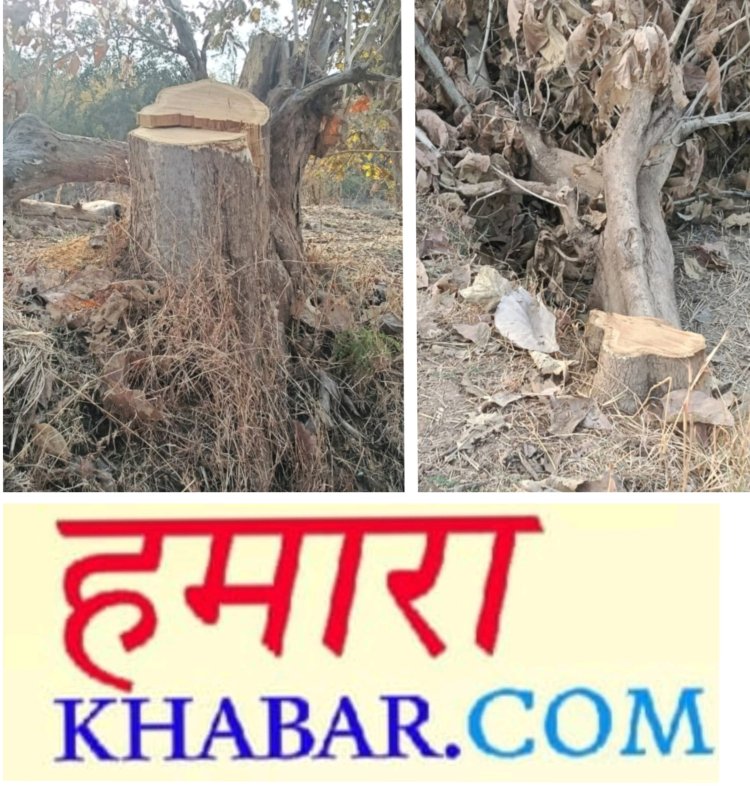 छुईखदान विकास खण्ड  में सागौन की अवैध कटाई का खेल जोर शोर से