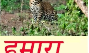 तेंदुओं की आहट से बैताल रानी क्षेत्र में दहशत